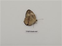 藏品(蛺蝶科(2))的圖片